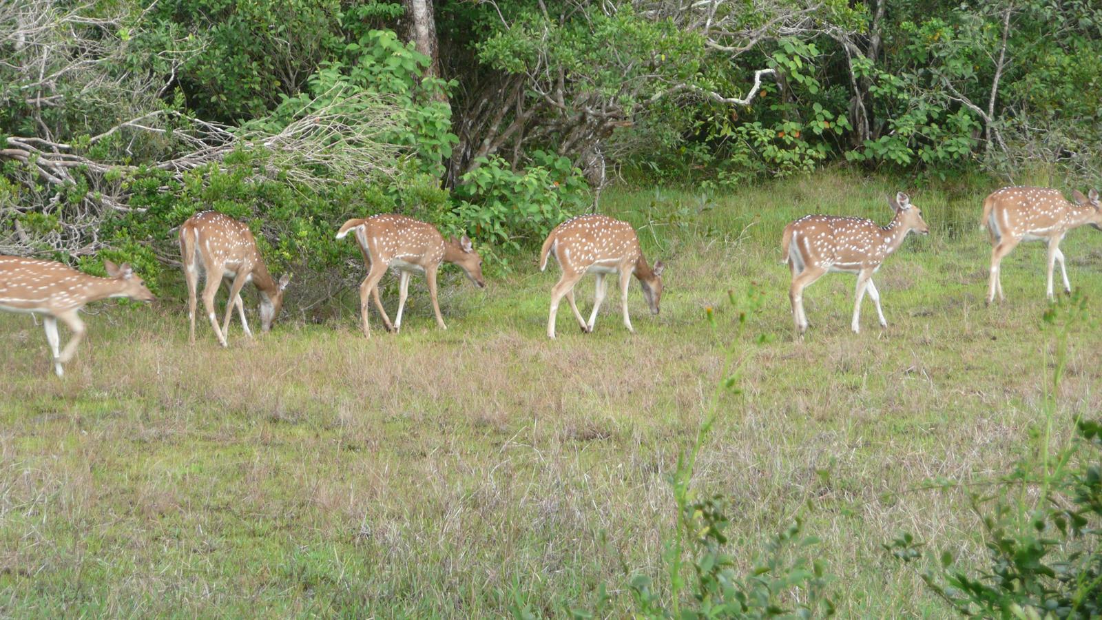 Yala - Deer