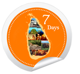 7 Days Logo